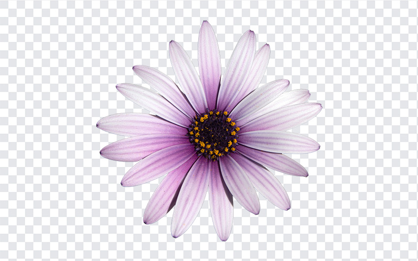 Purple Euryops Daisy Flower PNG